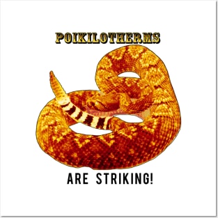 Poikilotherms (Rattlesnakes) Are Striking! Posters and Art